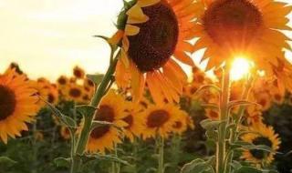 代表暗恋与守护的花