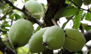 药用木瓜学名叫什么