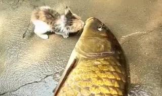 心有余悸而力不足